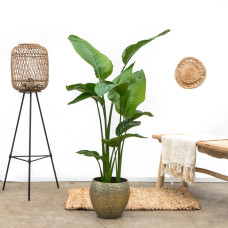 Xxl Plants Strelitzia Nicolai - 160 cm, Ø19 cm