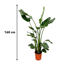 Xxl Plants Strelitzia Nicolai - 160 cm, Ø19 cm