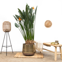 Xxl Plants Strelitzia Reginae - 160 cm, Ø35 cm