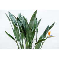 Xxl Plants Strelitzia Reginae - 160 cm, Ø35 cm