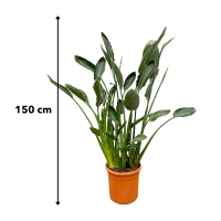 Xxl Plants Strelitzia Reginae - 160 cm, Ø35 cm