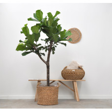 Xxl Plants Ficus Lyrata-Baum - 180 cm, ⌀ 30 cm