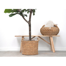 Xxl Plants Ficus Lyrata-Baum - 180 cm, ⌀ 30 cm