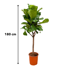 Xxl Plants Ficus Lyrata-Baum - 180 cm, ⌀ 30 cm