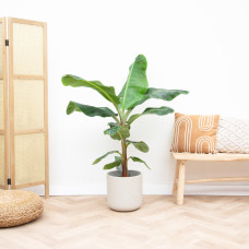 Xxl Plants Bananenpflanze - 150cm, Ø30 cm