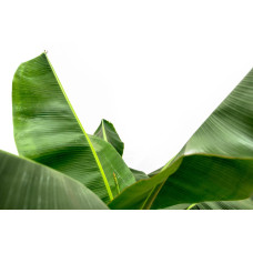 Xxl Plants Bananenpflanze - 150cm, Ø30 cm