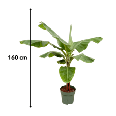 Xxl Plants Bananenpflanze - 150cm, Ø30 cm