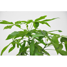 Xxl Plants Pachira Aquatica - 150 cm, ⌀30 cm