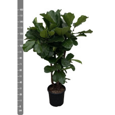 Xxl Plants Ficus Lyrata verzweigt - 160 cm, ⌀ 30 cm
