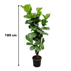 Xxl Plants Ficus Lyrata verzweigt - 180 cm, ⌀ 30 cm