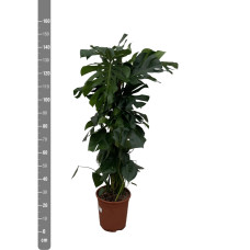 Xxl Plants Monstera Deliciosa - 150 cm, ⌀ 24 cm