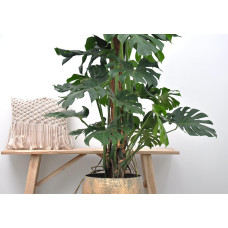 Xxl Plants Monstera Deliciosa - 150 cm, ⌀ 24 cm