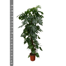 Xxl Plants Monstera Deliciosa - 225 cm, ⌀ 35 cm