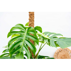 Xxl Plants Monstera Deliciosa - 225 cm, ⌀ 35 cm