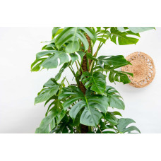 Xxl Plants Monstera Deliciosa - 225 cm, ⌀ 35 cm