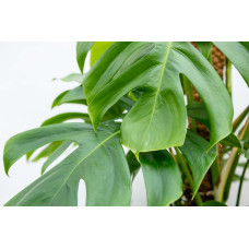 Xxl Plants Monstera Deliciosa - 225 cm, ⌀ 35 cm