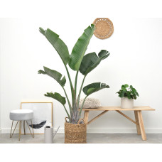 Xxl Plants Strelitzia Augusta - 180 cm, Ø30 cm