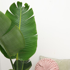 Xxl Plants Strelitzia Augusta - 180 cm, Ø30 cm