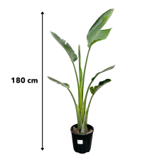 Xxl Plants Strelitzia Augusta - 180 cm, Ø30 cm