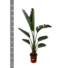 Xxl Plants Strelitzia Augusta - 210 cm, Ø30 cm