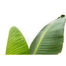 Xxl Plants Strelitzia Augusta - 210 cm, Ø30 cm