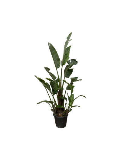 Xxl Plants Strelitzia Augusta - 250 cm, Ø45 cm