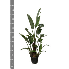 Xxl Plants Strelitzia Augusta - 250 cm, Ø45 cm