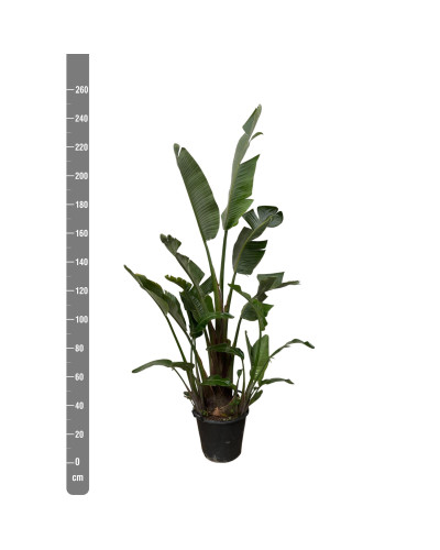 Xxl Plants Strelitzia Augusta - 250 cm, Ø45 cm