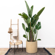 Xxl Plants Strelitzia Augusta - 250 cm, Ø45 cm