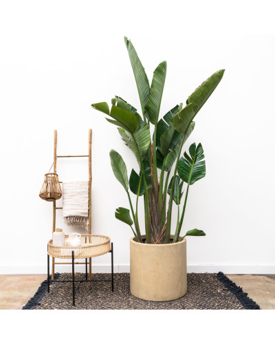 Xxl Plants Strelitzia Augusta - 250 cm, Ø45 cm