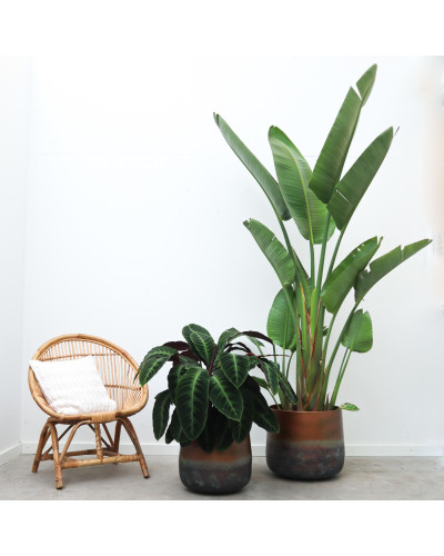 Xxl Plants Strelitzia Augusta - 250 cm, Ø45 cm