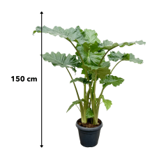 Xxl Plants Alocasia Macrorrhiza - 150 cm, Ø35 cm