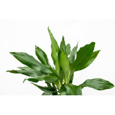 Xxl Plants Dracaena Janet Lind - 180 cm, Ø 24 cm