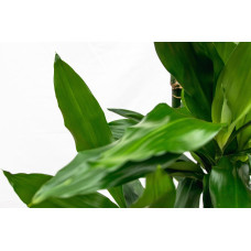 Xxl Plants Dracaena Janet Lind - 180 cm, Ø 24 cm