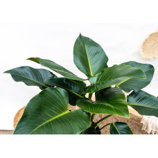Xxl Plants Philodendron Green Beauty - 120 cm, ⌀ 30 cm