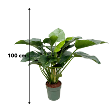 Xxl Plants Philodendron Green Beauty - 120 cm, ⌀ 30 cm