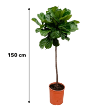 Xxl Plants Ficus Lyrata-Stamm - 150 cm, ⌀ 30 cm