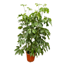 Xxl Plants Schefflera Amate - 180 cm - Ø30 cm