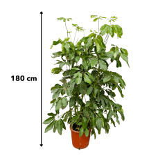 Xxl Plants Schefflera Amate - 180 cm - Ø30 cm