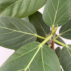 Xxl Plants Ficus benghalensis Audrey - 210 cm, ⌀ 40 cm