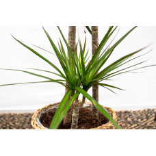 Xxl Plants Dracaena Marginata - 160 cm, Ø 24 cm