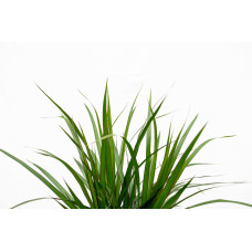 Xxl Plants Dracaena Marginata - 160 cm, Ø 24 cm