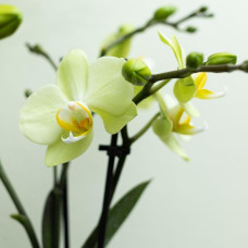 Kolibri Phalaenopsis-Orchidee, Gelbe - Ø9 cm, 34 cm