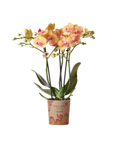 Kolibri Phalaenopsis Orchidee, Orange - Ø9 cm, 35 cm