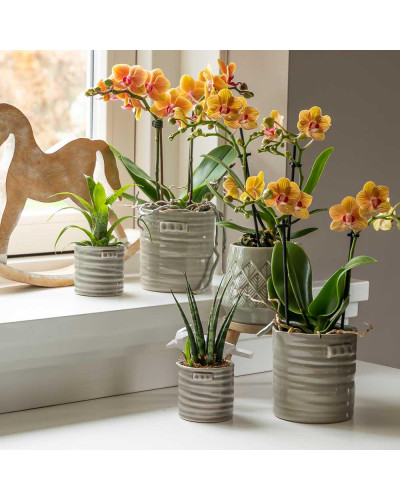 Kolibri Phalaenopsis Orchidee, Orange - Ø9 cm, 35 cm