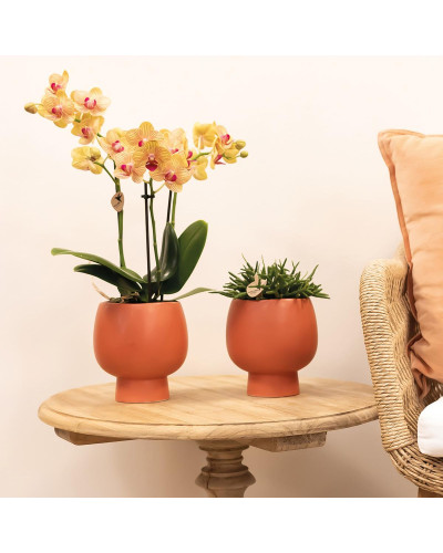 Kolibri Phalaenopsis Orchidee, Orange - Ø9 cm, 35 cm