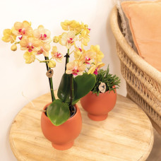 Kolibri Phalaenopsis Orchidee, Orange - Ø9 cm, 35 cm