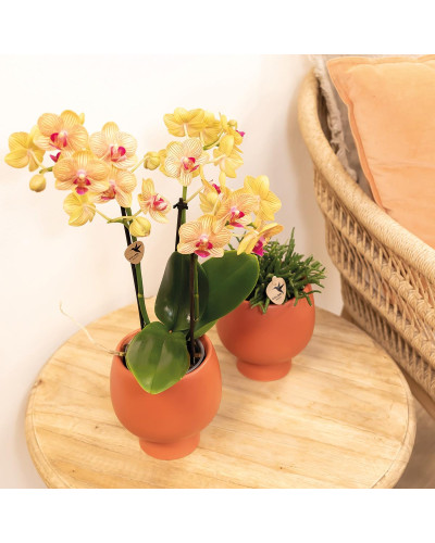 Kolibri Phalaenopsis Orchidee, Orange - Ø9 cm, 35 cm