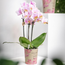Kolibri Phalaenopsis Orchidee Andorra, Rosa - Ø9 cm