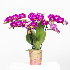 Kolibri Phalaenopsis Orchidee Morelia, Lila - Ø9 cm